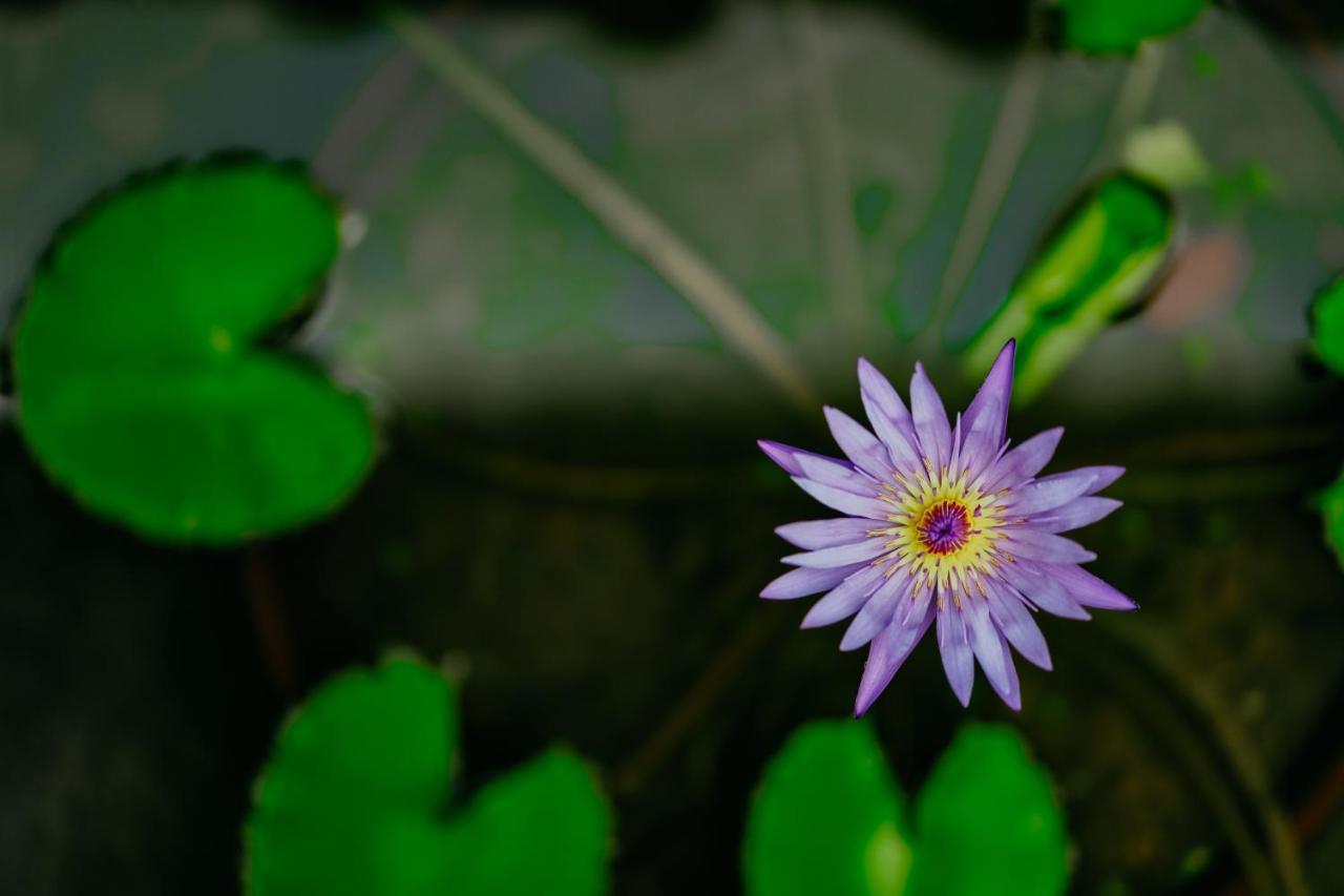 Jungle Lotus Villas Ubud Buitenkant foto
